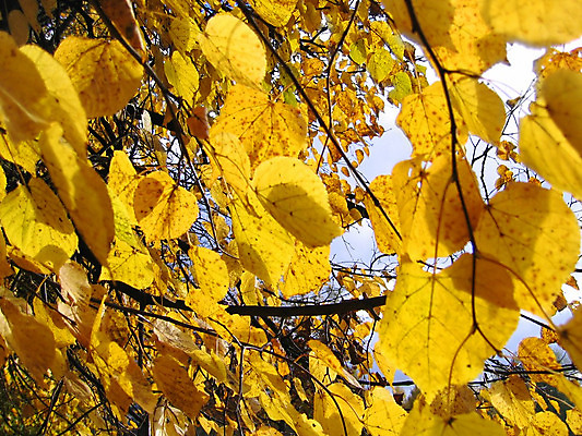 포토 JPG 해외이미지 나무 식물 계절 백그라운드 잎 자연 불꽃 풍경 사람없음 야외 목재 초록색 컬러풀 노란색 활발 손상 가을 흰색 나뭇가지 황금 내추럴 강렬 해외202004 해외포토 컬러 컨셉 재료 불 생태계 파일형식 이미지허브