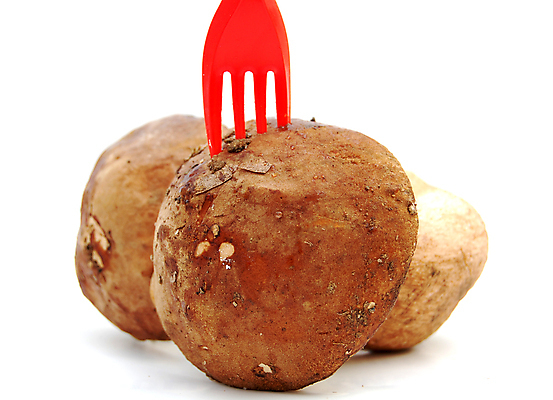 포토 JPG 해외이미지 계절 음식 백그라운드 다이어트 채소 재료 자연 건강 이끼 사람없음 빨간색 초록색 갈색 머리 식사 버섯 수확 가을 흰색 신선 숲 먹기 묘사 유기농 날것 뿌리 내추럴 고립 곰팡이 그물버섯 숙성 식용 양치류 채식주의자 캡모자 해외202004 해외포토 모자_잡화 웰빙 컬러 농업 모션 신체부위 생태계 채식 파일형식 이미지허브