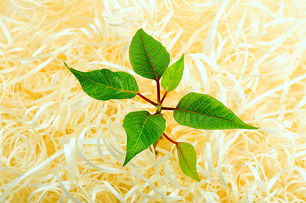 포토 JPG 해외이미지 1 디자인 계절 곡선 새로움 기술 이벤트 사람없음 장식 가로 초록색 빛 노란색 새싹 줄무늬 축하 화려 황금 오브젝트 해외202004 해외포토 식물 선 컬러 컨셉 무늬 파일형식 이미지허브