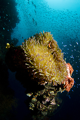 포토 JPG 해외이미지 야생동물 바다 학교 자연 어류 사람없음 물 파란색 컬러풀 태양 수중 산호 상승 부드러움 태평양 석호 소금물 아네모네 침몰 해외202004 해외포토 자연요소 동물 교육 꽃 컬러 컨셉 수중동물 감각 자포동물 생태계 파일형식 이미지허브