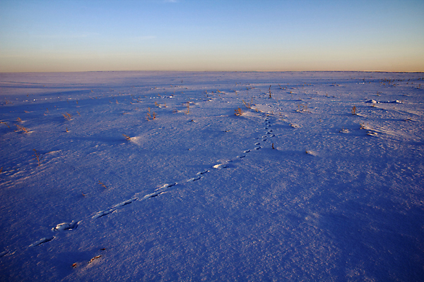 포토 JPG 해외이미지 계절 백그라운드 겨울 패턴 밭 자연 날씨 추상 사람없음 야외 파란색 반짝임 보라색 냉동 얼음 침묵 황혼 일몰 새벽 사막 추위 흰색 발자국 낟알 12월 북극 제비꽃 질감 서리 지역 북쪽 눈보라 1월 추적 2월 무한 평야 수평선 해외202004 해외포토 자연요소 꽃 컬러 무늬 농업 자국 모션 눈_날씨 노을 소리 날짜 극지방 방향 생태계 파일형식 이미지허브