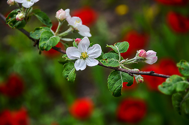 포토 JPG 해외이미지 나무 식물 계절 공원 꽃잎 꽃 백그라운드 잎 꽃무늬 과일 자연 하늘 새로움 사람없음 야외 초록색 여름 파란색 햇빛 태양 정원 맑음 봄 성장 벚꽃 흰색 나뭇가지 신선 개화 과수원 원예 질감 꽃가루 해외202004 해외포토 자연요소 공공시설 컬러 컨셉 무늬 농업 날씨 취미 가루 생태계 파일형식 이미지허브