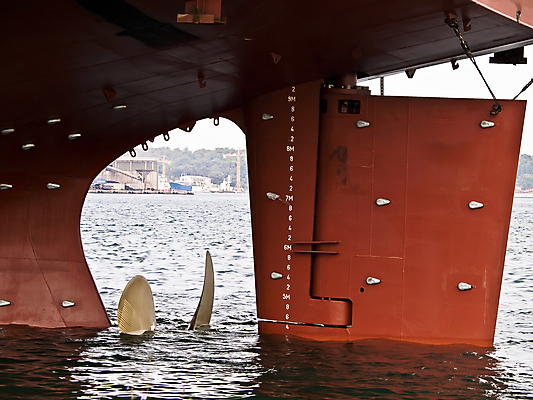 포토 JPG 해외이미지 주간 바다 사람없음 야외 프로펠러 유조선 해외202004 해외포토 자연요소 파일형식 이미지허브