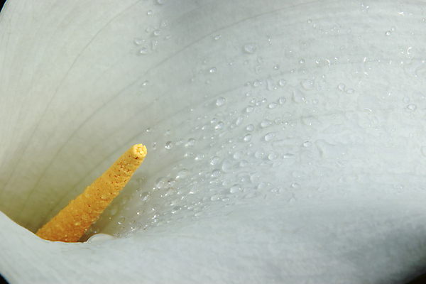 포토 JPG 해외이미지 모양 식물 여자 꽃잎 꽃 백그라운드 꽃무늬 곡선 자연 사랑 사람없음 물 빛 노란색 평화 정원 검은색 봄 성장 벚꽃 흰색 물방울 오픈 우아함 백합 순수 만족 싱글 열정 내추럴 꽃수술 칼라꽃 해외202004 해외포토 자연요소 계절 감정 선 컬러 컨셉 무늬 사람 생태계 파일형식 이미지허브