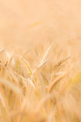 포토 JPG 해외이미지 식물 계절 음식 빵 줄기 밭 농업 자연 건강 옥수수 씨앗 풍경 사람없음 야외 여름 농작물 햇빛 태양 농장 농경지 노란색 환경 수확 성장 시골 황금 닫기 낟알 땅 시리얼 밀 밀짚 내추럴 밭일 숙성 호밀 세련 해외202004 해외포토 자연요소 산업 컬러 모션 곡류 짚 생태계 파일형식 이미지허브