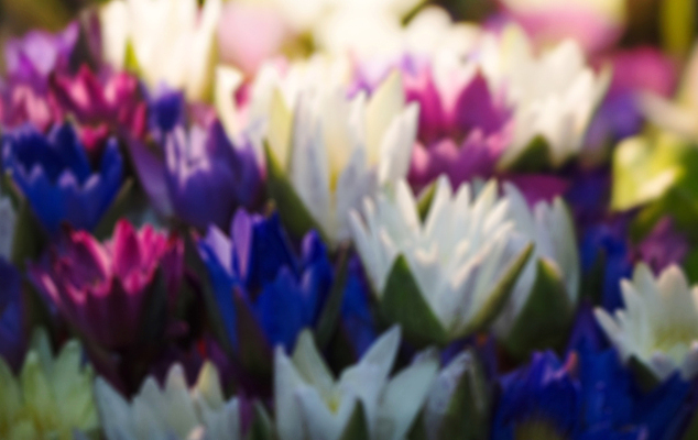 포토 JPG 해외이미지 식물 공원 꽃잎 꽃 분홍색 백그라운드 꽃무늬 태국 자연 추상 연꽃 사람없음 야외 초록색 물 빛 컬러풀 봄 벚꽃 흰색 신선 소프트포커스 내추럴 블러 해외202004 해외포토 자연요소 계절 공공시설 아시아 컬러 무늬 촬영기법 생태계 파일형식 이미지허브