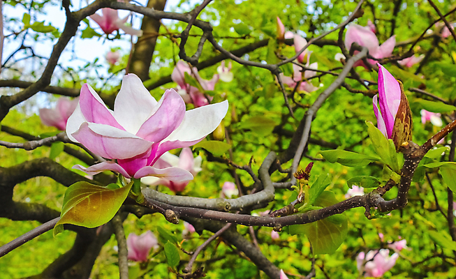 포토 JPG 해외이미지 나무 식물 계절 공원 꽃 분홍색 백그라운드 꽃무늬 자연 하늘 부활절 사람없음 야외 여름 정원 맑음 고요 봄 성장 벚꽃 흰색 나뭇가지 신선 개화 큼 목련 내추럴 강렬 해외202004 해외포토 공공시설 기념일 컬러 무늬 날씨 크기 생태계 파일형식 이미지허브