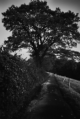 포토 JPG 해외이미지 나무 길 자국 자연 풍경 사람없음 야외 환경 어둠 황혼 일몰 새벽 산책 트래킹 하이킹 신비 오솔길 무서움 불안 생태계 긴장 서식지 내추럴 방법 해외202004 해외포토 자연요소 식물 감정 컨셉 레저 휴식 노을 파일형식 이미지허브