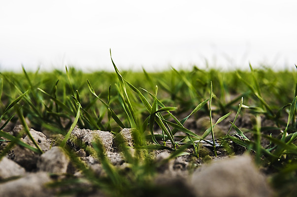 포토 JPG 해외이미지 식물 계절 음식 백그라운드 잎 밭 농업 자연 하늘 새로움 건강 씨앗 풍경 사람없음 초록색 여름 농작물 햇빛 농장 농경지 새싹 환경 흙 봄 성장 시골 신선 낟알 땅 시리얼 밀 유기농 보리 먼지 내추럴 모종 밭일 줄서기 호밀 세련 귀리 해외202004 해외포토 웰빙 산업 컬러 컨셉 모션 곡류 태양 생태계 파일형식 이미지허브