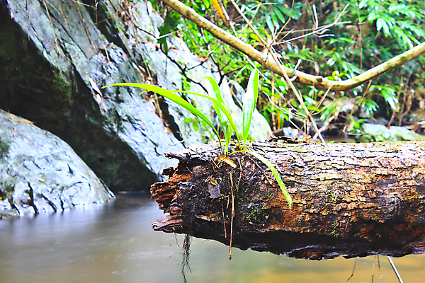 포토 JPG 해외이미지 나무 식물 계절 공원 길 파도 여행 백그라운드 잎 오렌지 태국 아침 이끼 사람없음 야외 목재 초록색 컬러풀 반사 노란색 골짜기 계곡 봄 젖음 흐름 성장 가을 바위 시골 신선 개울 저녁 숲 오솔길 나무껍질 내추럴 양치류 옛날 해외202004 해외포토 주간 공공시설 아시아 바다 컬러 컨셉 과일 재료 자연 강 껍질 돌_바위 야간 파일형식 이미지허브