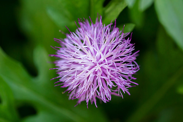 포토 JPG 해외이미지 식물 꽃잎 꽃 백그라운드 잎 자연 사람없음 초록색 컬러풀 환경 정원 보라색 봄 벚꽃 개화 닫기 보호 싱글 내추럴 해외202004 해외포토 계절 컬러 컨셉 모션 생태계 파일형식 이미지허브