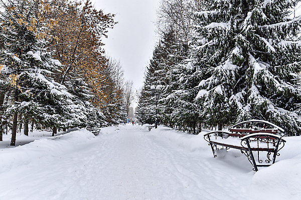 포토 JPG 해외이미지 나무 계절 공원 길 여행 백그라운드 겨울 벤치 자연 날씨 거리 풍경 사람없음 야외 목재 장식 평화 냉동 침묵 산책 추위 흰색 나뭇가지 도시 고독 숲 12월 서리 장면 눈보라 1월 2월 폭설 눈내림 해외202004 해외포토 식물 공공시설 감정 컬러 컨셉 의자 재료 휴식 눈_날씨 소리 날짜 자연재해 생태계 파일형식 이미지허브