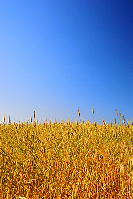 포토 JPG 해외이미지 나무 식물 구름 계절 줄기 밭 농업 자연 하늘 풍경 사람없음 야외 여름 파란색 농작물 햇빛 태양 농장 노란색 수확 성장 시골 황금 땅 시리얼 밀 조경 장면 숙성 수평선 세련 전경 해외202004 해외포토 자연요소 산업 음식 컬러 곡류 생태계 파일형식 탑뷰 이미지허브