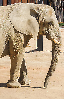 포토 JPG 해외이미지 동물 공원 야생동물 포유류 아프리카 자연 초식동물 코끼리 종류 동양인 사람없음 야외 걷기 환경 침묵 회색 흰색 황무지 원주민 위험 큼 인도인 심볼 사파리 피부 귀 상아 멸종 케냐 서식지 내추럴 보츠와나 생태학 전국 힘찬 동정 해외202004 해외포토 외국인 공공시설 교육 나라 컬러 컨셉 모션 인종 신체부위 소리 아프리카인 크기 생태계 파일형식 이미지허브