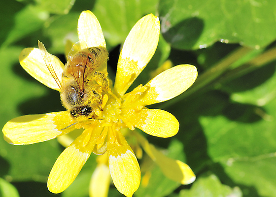 포토 JPG 해외이미지 꽃 야생동물 곤충 자연 사람없음 야외 봄 벌 꽃가루 꿀 해외202004 해외포토 식물 동물 계절 가루 생태계 파일형식 이미지허브