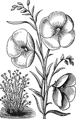 EPS 해외이미지 식물 꽃잎 꽃 줄기 잎 패턴 일러스트 자연 미술 빨간색 검은색 수확 골동품 벚꽃 흰색 신선 그림 진홍색 판화 내추럴 고립 아마 옛날 해외202004 해외일러스트 컬러 무늬 농업 문화예술 생태계 파일형식 벡터 이미지허브