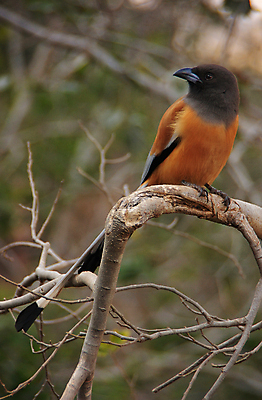 포토 JPG 해외이미지 전통 공원 아시아 야생동물 여행 자연 조류 앉기 동양인 사람없음 성 역사 인도인 전국 해외202004 해외포토 외국인 동물 건축물 공공시설 나라 모션 인종 생태계 파일형식 이미지허브