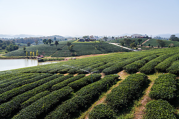 포토 JPG 해외이미지 나무 식물 백그라운드 잎 밭 농업 자연 하늘 산 풍경 사람없음 초록색 여름 빛 햇빛 농장 환경 성장 시골 신선 차 땅 허브 언덕 해외202004 해외포토 계절 산업 음료 컬러 태양 생태계 파일형식 이미지허브
