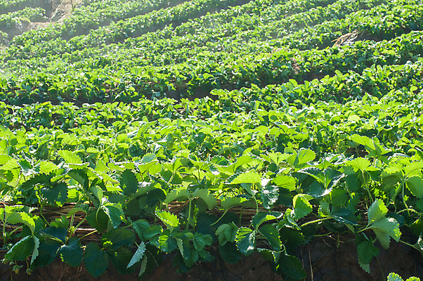 포토 JPG 해외이미지 식물 아시아 밭 농업 태국 딸기 아침 동양인 사람없음 초록색 농장 수확 성장 내추럴 밭일 해외202004 해외포토 주간 나라 산업 컬러 과일 인종 파일형식 이미지허브