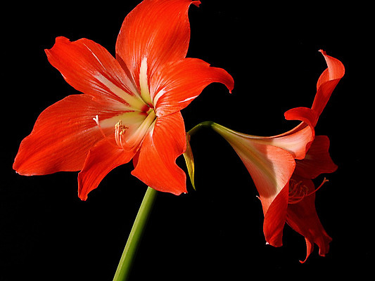 포토 JPG 해외이미지 꽃 줄기 사람없음 빨간색 신선 파편 꽃수술 정물화 해외202004 해외포토 식물 컬러 그림 파일형식 이미지허브