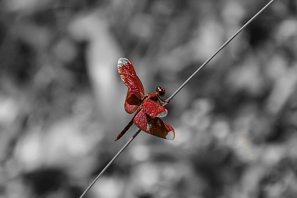 포토 JPG 해외이미지 식물 동물 공원 야생동물 음식 분홍색 곤충 잎 날개 태국 자연 휴식 미술 동양인 사람없음 야외 빨간색 초록색 여름 컬러풀 검은색 침묵 흰색 나뭇가지 투명 우아함 벌레 잠자리 숲 인쇄 묘사 만족 내추럴 고립 취급주의 해외202004 해외포토 나무 계절 공공시설 감정 아시아 컬러 컨셉 문화예술 경고 인종 소리 생태계 파일형식 이미지허브