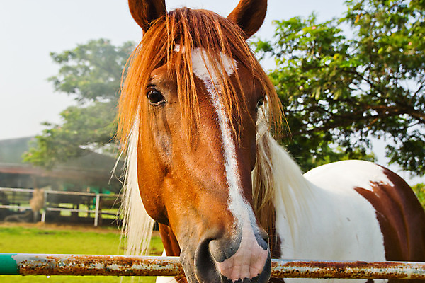 포토 JPG 해외이미지 동물 포즈 백그라운드 포유류 자연 서기 사람없음 야외 농장 갈색 머리 검은색 가축 경쟁 흰색 시골 만 승마 승차 귀 쇼 갈기 고립 굴레 달리기선수 레이서 서쪽 해외202004 해외포토 스포츠 컬러 컨셉 농업 모션 신체부위 방향 생태계 육상선수 파일형식 이미지허브