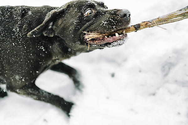 포토 JPG 해외이미지 동물 캐릭터 1 겨울 포유류 놀이 사랑 사람없음 야외 추위 막대기 영혼 닫기 개 송곳니 성격 지원 충실 해외202004 해외포토 계절 감정 모션 치아 파일형식 이미지허브