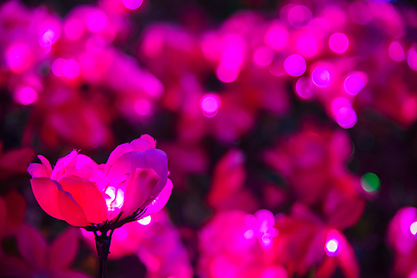 포토 JPG 해외이미지 디자인 꽃잎 꽃 분홍색 꽃다발 백그라운드 잎 꽃무늬 자연 조류 사람없음 장식 빨간색 빛 장미 봄 벚꽃 흰색 신선 야간 플라스틱 다발 배열 내추럴 거짓 해외202004 해외포토 자연요소 식물 동물 계절 컬러 무늬 재질 생태계 파일형식 이미지허브