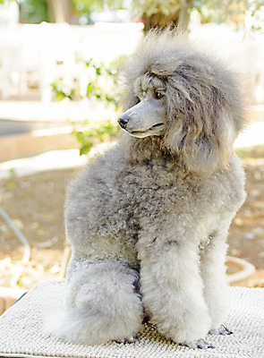 포토 JPG 해외이미지 동물 응시 공원 행복 장난 공 포유류 포옹 친절 털 건강 사탕 서기 미소 앉기 사람없음 야외 물 반려동물 믿음 가축 활발 미니어처 회색 표현 면 우아함 개 리트리버 달콤 강아지 은색 푸들 무릎 부드러움 솜털 프랑스어 기르기 동반자 미니 복종 신앙심 유래 지능 충실 해외202004 해외포토 자연요소 문자 시선 공공시설 감정 컬러 컨셉 안기 모션 디저트 표정 신체부위 모형 감각 맛 돌봄 파일형식 이미지허브