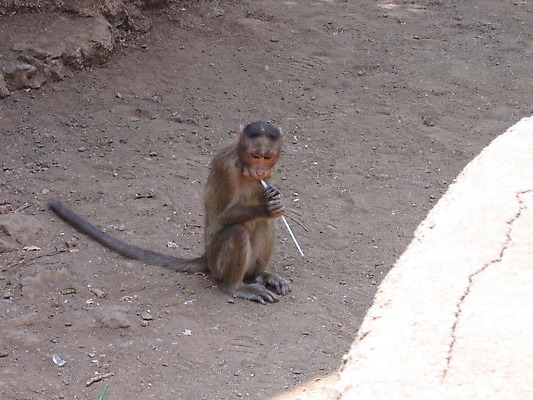 포토 JPG 해외이미지 동물 공원 자연 국립공원 사람없음 원숭이 동굴 해외202004 해외포토 공공시설 포유류 생태계 파일형식 이미지허브