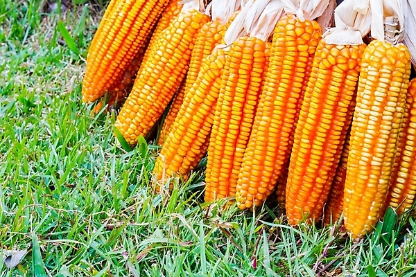 포토 JPG 해외이미지 식물 음식 백그라운드 밭 농업 채소 자연 옥수수 사람없음 초록색 경제 농작물 농장 환경 정원 농사 수확 성장 시골 낟알 인도인 시리얼 귀 부드러움 밭일 숙성 카피스페이스 해외202004 해외포토 외국인 산업 컬러 곡류 동양인 신체부위 공백 감각 생태계 파일형식 이미지허브