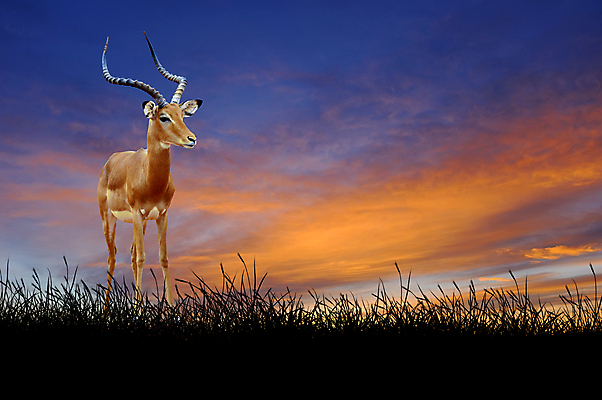 포토 JPG 해외이미지 동물 1 공원 남자 실루엣 야생동물 백그라운드 오렌지 포유류 아프리카 자연 하늘 초식동물 뿔 서기 풍경 성인 사람없음 야외 세로 빛 태양 노란색 머리 달러 황혼 일몰 게임 황무지 사파리 날카로움 영양 케냐 남쪽 내추럴 가젤 램 전국 해외202004 해외포토 자연요소 공공시설 나라 컬러 돈 과일 모션 놀이 촬영기법 사람 신체부위 노을 방향 생태계 파일형식 이미지허브