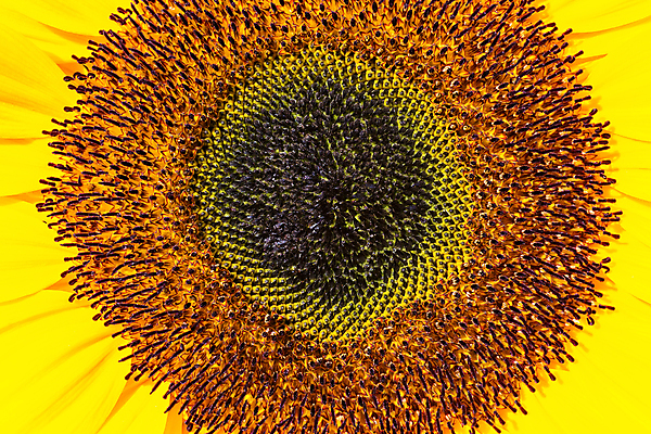 포토 JPG 해외이미지 식물 계절 꽃잎 꽃 자연 해바라기 사람없음 태양 갈색 노란색 원형 개화 센터 닫기 수분 영원 해외202004 해외포토 자연요소 도형 컬러 모션 생태계 파일형식 이미지허브