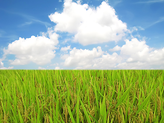 포토 JPG 해외이미지 식물 아시아 음식 백그라운드 잎 농업 재료 자연 밥 씨앗 동양인 사람없음 농작물 농장 갈색 노란색 환경 흰색 황금 낟알 시리얼 가득함 동쪽 논밭 생태학 숙성 해외202004 해외포토 교육 나라 산업 컬러 밭 논 인종 방향 생태계 파일형식 이미지허브