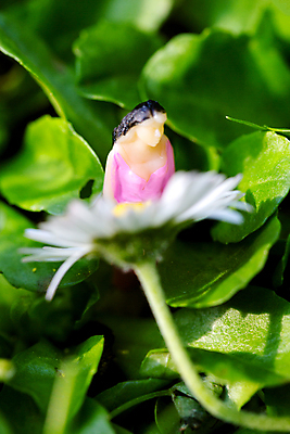 포토 JPG 해외이미지 백인 손 커플 응시 공원 여자 꽃잎 꽃 행복 감정 꽃다발 발렌타인데이 관리 선물 사랑 미소 사람없음 야외 놀람 봄 기쁨 들꽃 가을 잡기 날짜 선택 유혹 다발 주기 증거 획득 내추럴 특별함 해외202004 해외포토 서양인 식물 시선 계절 공공시설 컨셉 관계 모션 데이이벤트 표정 사람 신체부위 파일형식 이미지허브