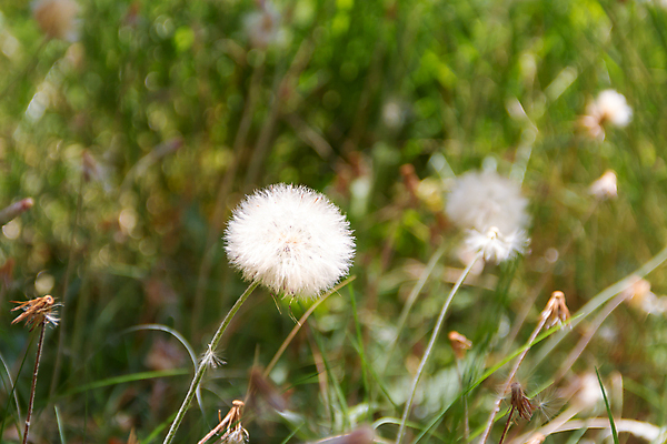 포토 JPG 해외이미지 식물 계절 꽃 백그라운드 컨셉 꽃무늬 밭 자연 아침 바람 새로움 씨앗 사람없음 초록색 빛 컬러풀 햇빛 노란색 우주 환경 일몰 봄 자유 수확 성장 신선 민들레 불기 싱글 꽃가루 내추럴 해외202004 해외포토 주간 자연요소 컬러 무늬 농업 모션 날씨 태양 노을 가루 생태계 파일형식 이미지허브
