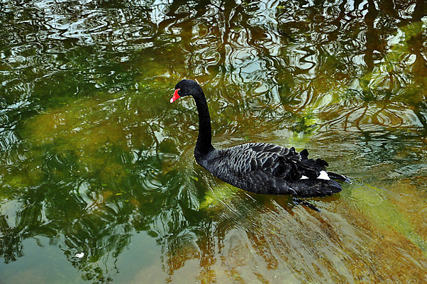 포토 JPG 해외이미지 동물 호수 파도 조류 휴식 거리 오리 풍경 사람없음 물 수영 침묵 물방울 포르투갈 백조 리스본 해외202004 해외포토 자연요소 유럽 바다 컨셉 소리 수상스포츠 파일형식 이미지허브