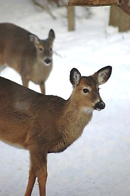 포토 JPG 해외이미지 동물 야생동물 겨울 포유류 자연 사슴 사람없음 동물상 해외202004 해외포토 계절 조형물 생태계 파일형식 이미지허브