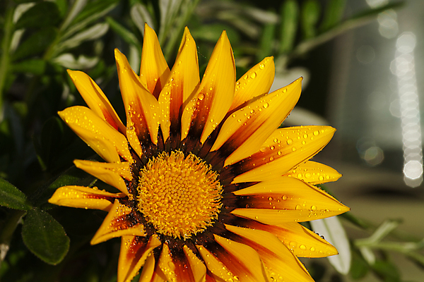 포토 JPG 해외이미지 식물 꽃잎 꽃 줄기 잎 꽃무늬 오렌지 자연 국화 사람없음 야외 장식 빨간색 물 컬러풀 햇빛 노란색 머리 정원 봄 줄무늬 벚꽃 신선 원형 떨어짐 빗방울 구슬 묘사 싱글 데이지 향기 꽃가루 거베라 꽃수술 영원 세련 해외202004 해외포토 자연요소 도형 계절 컬러 컨셉 무늬 과일 신체부위 태양 비_날씨 가루 생태계 냄새 파일형식 이미지허브