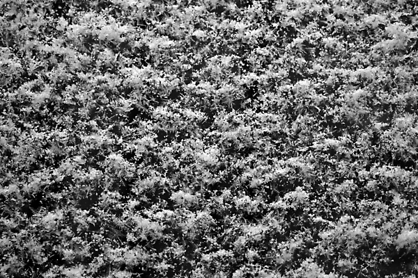 포토 JPG 해외이미지 디자인 계절 백그라운드 겨울 패턴 창문 자연 유리 추상 프레임 사람없음 장식 물 빛 냉동 얼음 검은색 활발 추위 흰색 투명 눈송이 떨어짐 시원함 크리스탈 질감 서리 문학 내추럴 반투명 효과 해외202004 해외포토 자연요소 컬러 컨셉 무늬 재질 눈_날씨 광석 생태계 파일형식 이미지허브