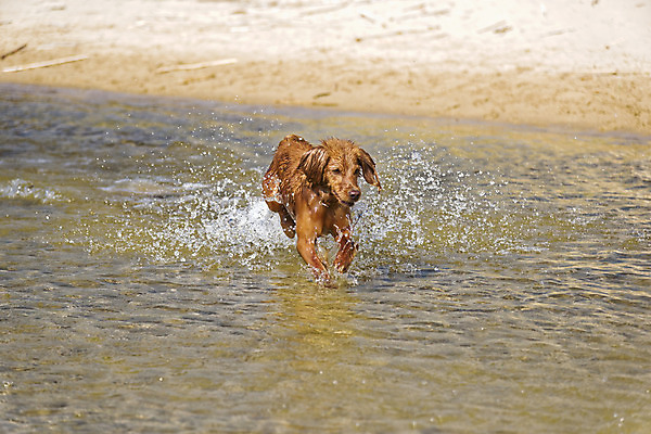 포토 JPG 해외이미지 주간 동물 행복 바다 이동 오렌지 자연 놀이 표면 건강 사람없음 야외 초록색 물 여름 반려동물 강 달리기 햇빛 태양 점프 수영 기쁨 젖음 황금 개 리트리버 치아 떨어짐 속도 만족 열광 송곳니 떨림 기르기 동반자 유래 충실 스플래쉬 해외202004 해외포토 자연요소 계절 감정 컬러 컨셉 과일 포유류 모션 수상스포츠 소화기관 생태계 돌봄 파일형식 이미지허브