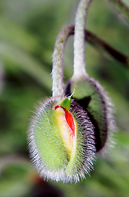 포토 JPG 해외이미지 식물 꽃 줄기 자연 사랑 사람없음 빨간색 초록색 정원 봄 양귀비 해외202004 해외포토 계절 감정 컬러 생태계 파일형식 이미지허브