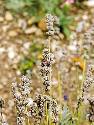 포토 JPG 해외이미지 줄기 곤충 오렌지 사람없음 빨간색 검은색 벌레 압정 라벤더 해외202004 해외포토 식물 동물 꽃 컬러 과일 사무용품 허브 파일형식 이미지허브