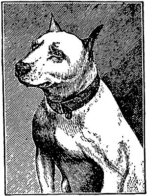 EPS 해외이미지 일러스트 사람없음 빈티지 불테리어 판화 해외202004 해외일러스트 컨셉 미술 테리어 파일형식 벡터 이미지허브