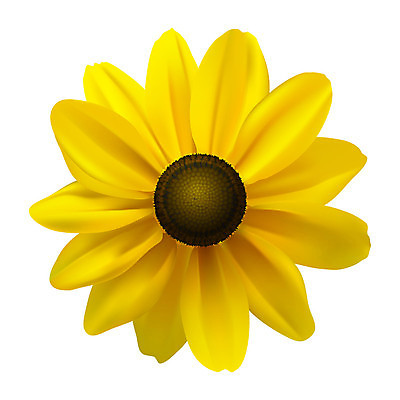 EPS 해외이미지 식물 꽃잎 꽃 길 백그라운드 꽃무늬 오렌지 일러스트 해바라기 국화 초록색 여름 태양 갈색 노란색 검은색 들꽃 벚꽃 흰색 개화 센터 황금 싱글 그림 데이지 고립 영원 해외202004 해외일러스트 자연요소 계절 컬러 무늬 과일 파일형식 벡터 이미지허브