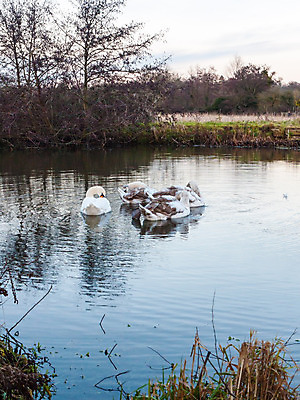 포토 JPG 해외이미지 나무 동물 계절 호수 야생동물 백그라운드 겨울 가족 자연 조류 아침 날씨 풍경 사람없음 야외 물 파란색 컬러풀 반사 평화 일출 냉동 활발 추위 안개 가을 연못 그룹 황무지 습지 군중 백조 거위 내추럴 몽환 해외202004 해외포토 주간 자연요소 식물 컬러 컨셉 관계 사람 노을 생태계 파일형식 이미지허브