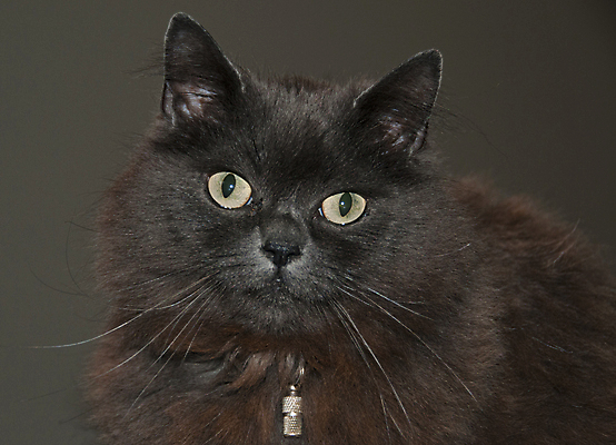 포토 JPG 해외이미지 동물 얼굴 사람없음 옆모습 반려동물 검은색 고양이 어둠 줄무늬 얼룩무늬 기르기 해외202004 해외포토 뷰포인트 컬러 무늬 포유류 신체부위 돌봄 파일형식 이미지허브