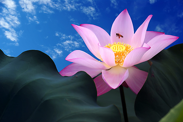 포토 JPG 해외이미지 꽃 호수 분홍색 잎 하늘 사람없음 초록색 물 연못 내추럴 해외202004 해외포토 자연요소 식물 컬러 파일형식 이미지허브