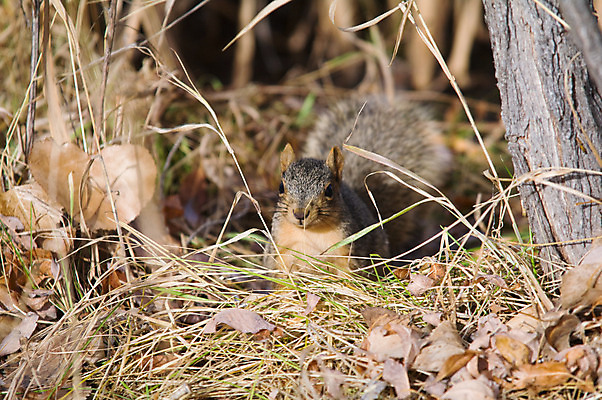 포토 JPG 해외이미지 주간 나무 동물 1 응시 야생동물 포유류 자연 수염 털 미소 사람없음 야외 목재 옆모습 초록색 갈색 가을 흰색 잡기 설치류 먹기 호기심 꼬리 다람쥐 해외202004 해외포토 자연요소 식물 시선 계절 감정 뷰포인트 컬러 컨셉 재료 모션 표정 생태계 파일형식 이미지허브