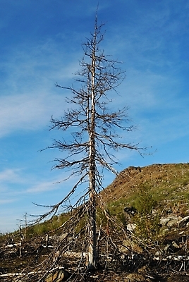포토 JPG 해외이미지 나무 식물 자연 하늘 산 건조 풍경 사람없음 목재 환경 회색 죽음 숲 생태학 옛날 해외202004 해외포토 교육 컬러 재료 생태계 파일형식 이미지허브